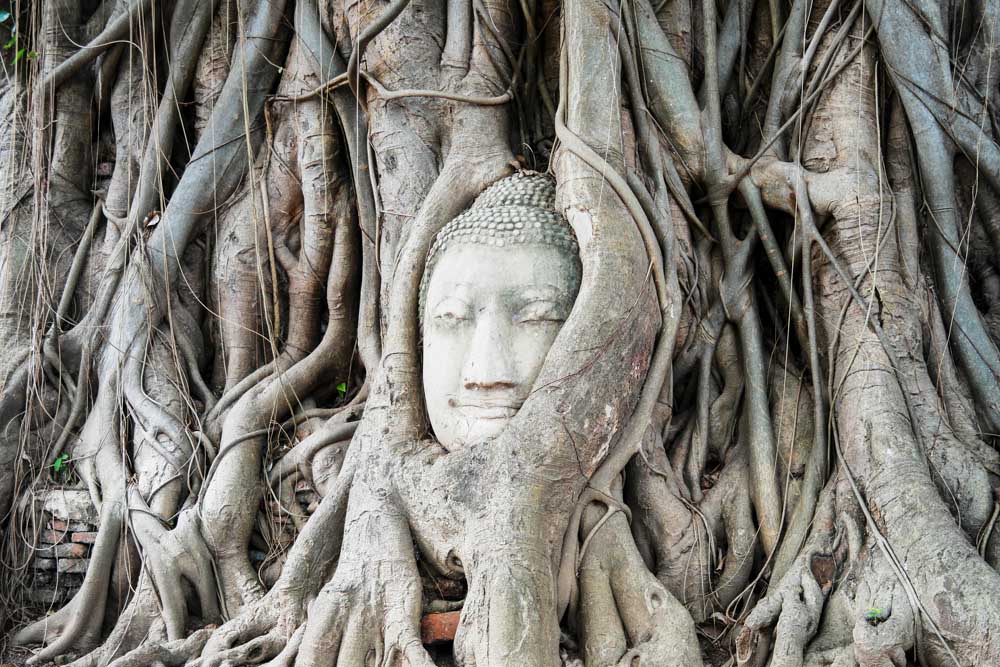 wat mahathat buddha head in tree roots ayutthaya