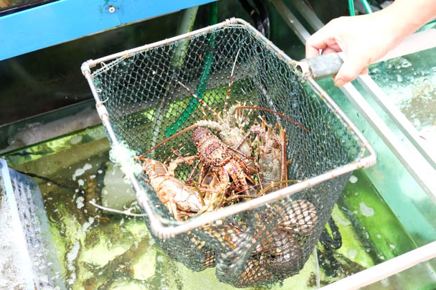 orchid live seafood lobster porridge