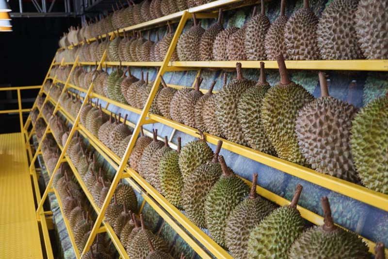durian-fest--17