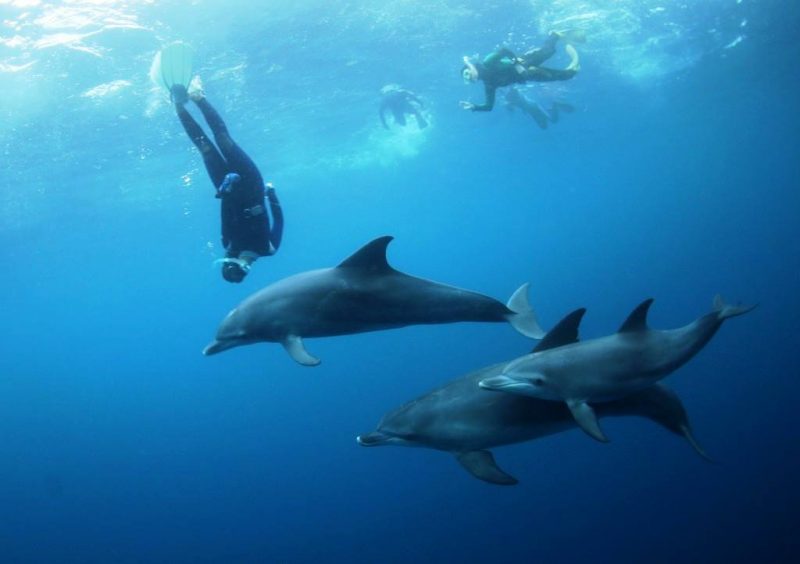 miyakejima dolphin diving 2