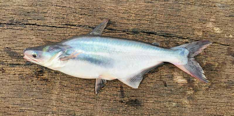 Produce Explained Fish Online 29