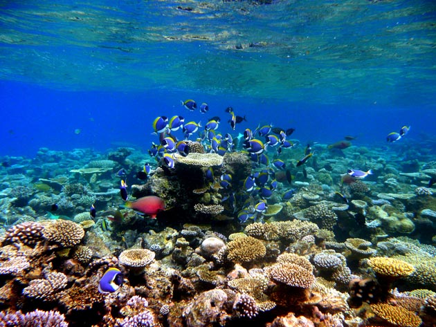 coral-reef-maldives