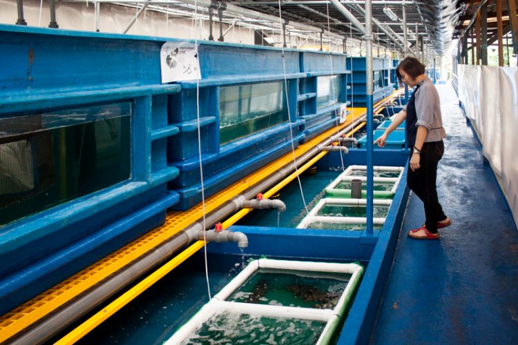Apollo Marine: Choose Your Own Live Seafood For A Truly Local Reunion ...
