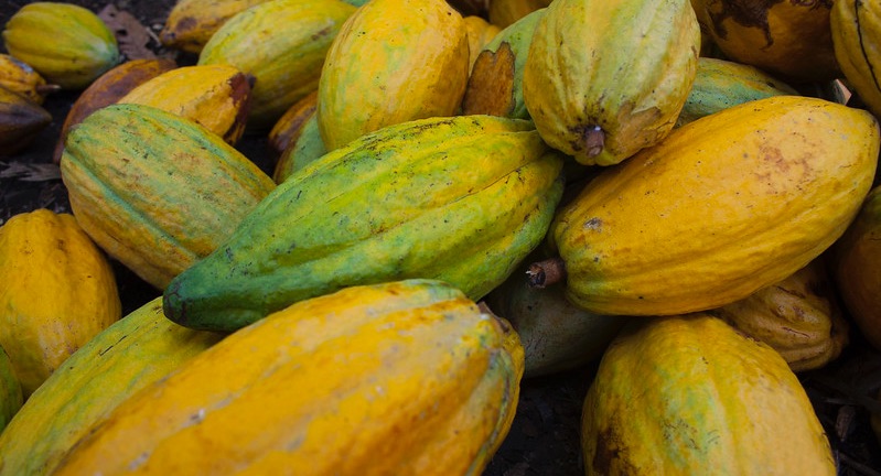 Kit Kat Cacao Fruit Online 5