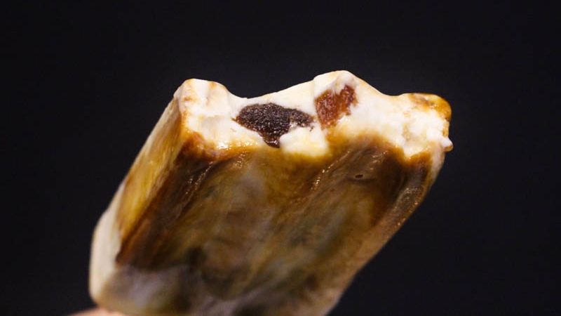 Tiger Sugar Ice Cream Feature Image