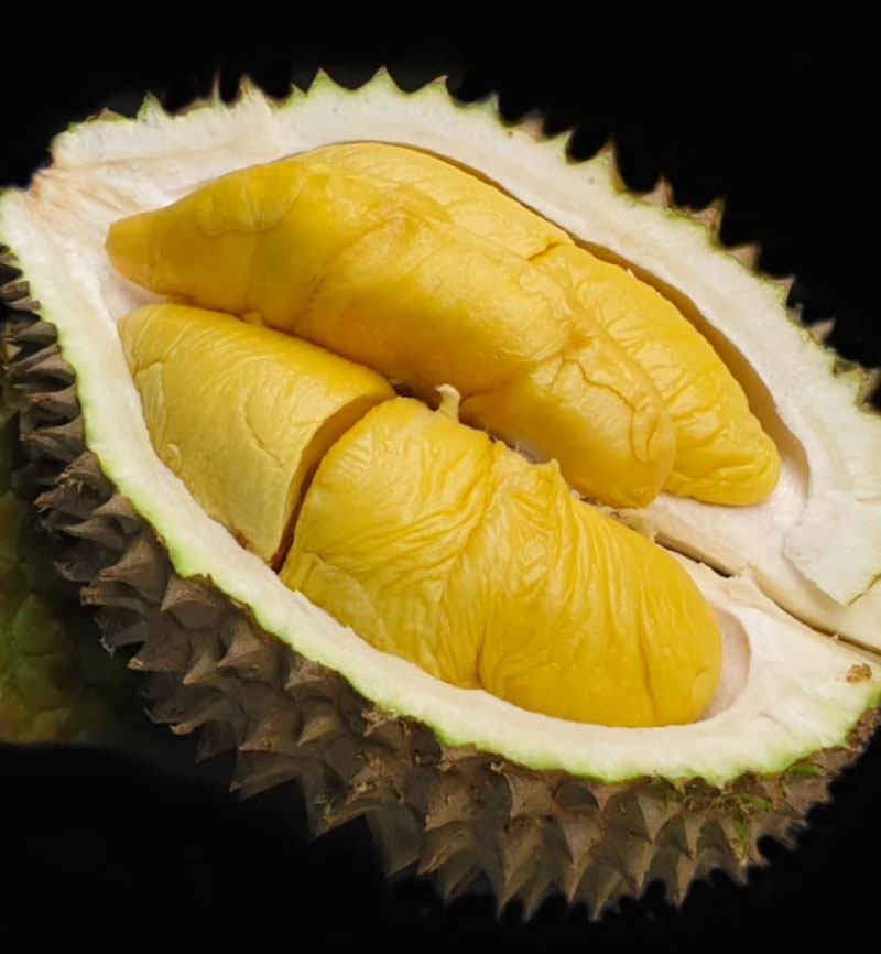 cross section of a durian