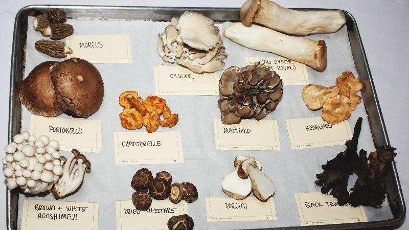 Mushroom Types Online