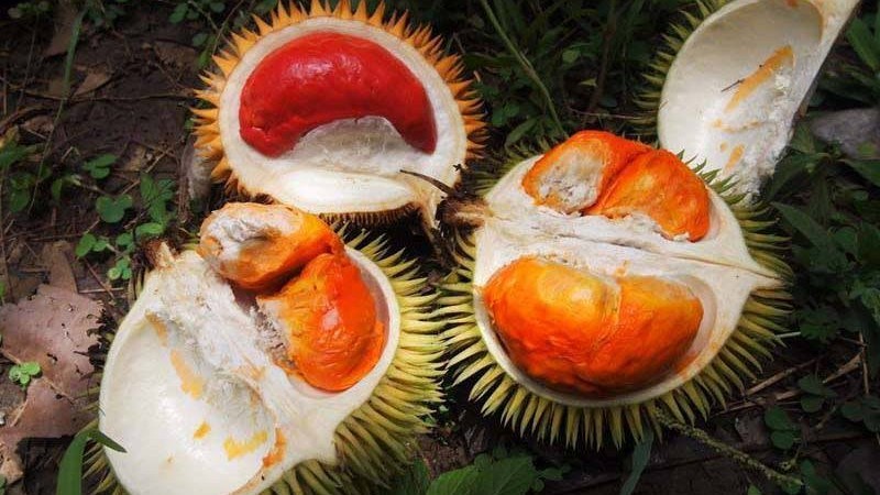 Featured Mini Durians Sabah Duriant Dalit Durian Sukang Online