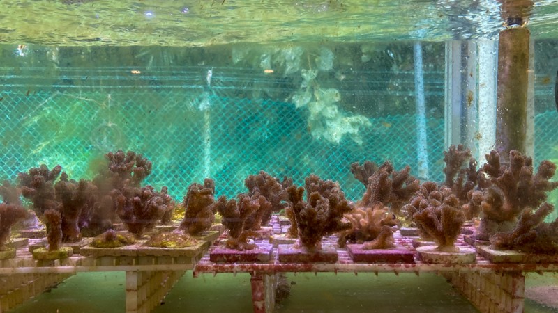 Picture of coral nubbins