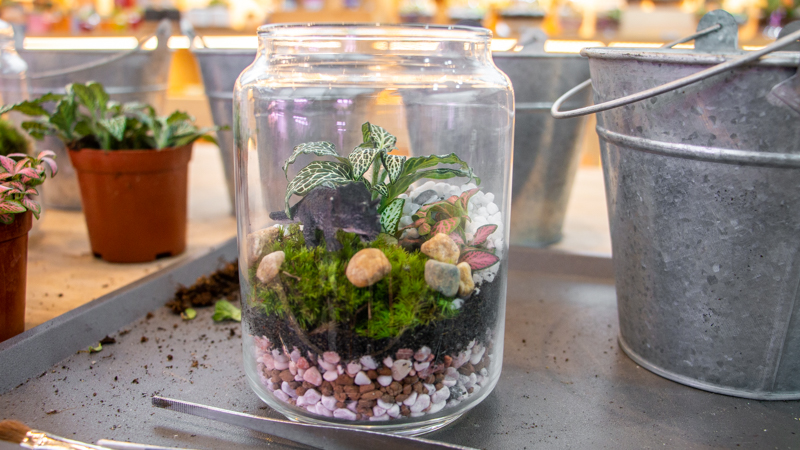Picture of a completed close terrarium