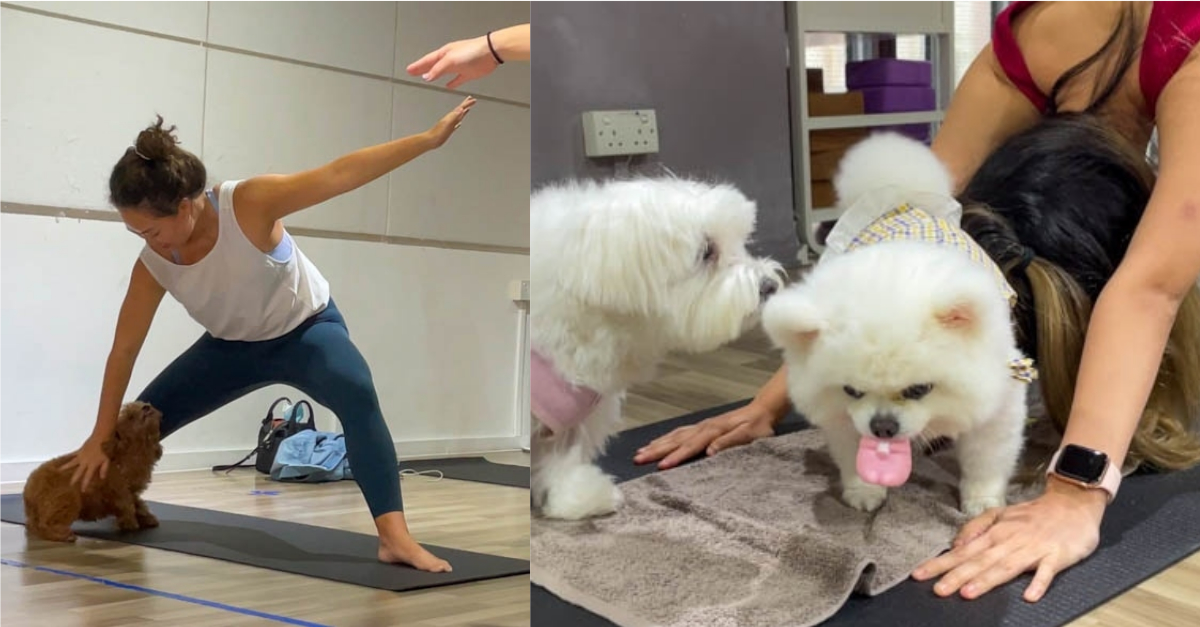 Collage of people doing yoga with dogs