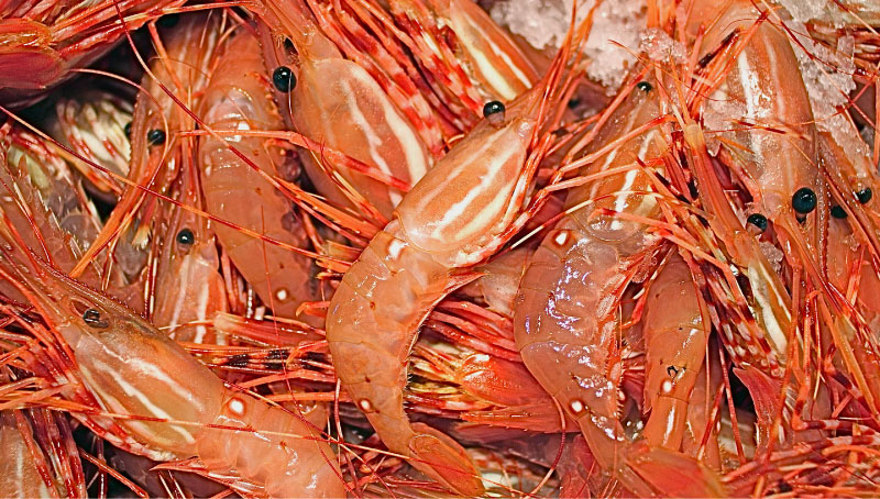 an image of raw spot prawns