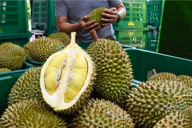 a shot of a cross section of a durian
