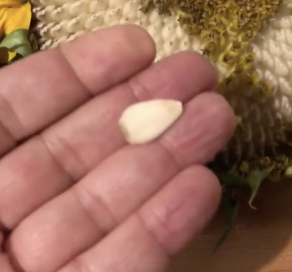 A screengrab of a video harvesting sunflower seeds