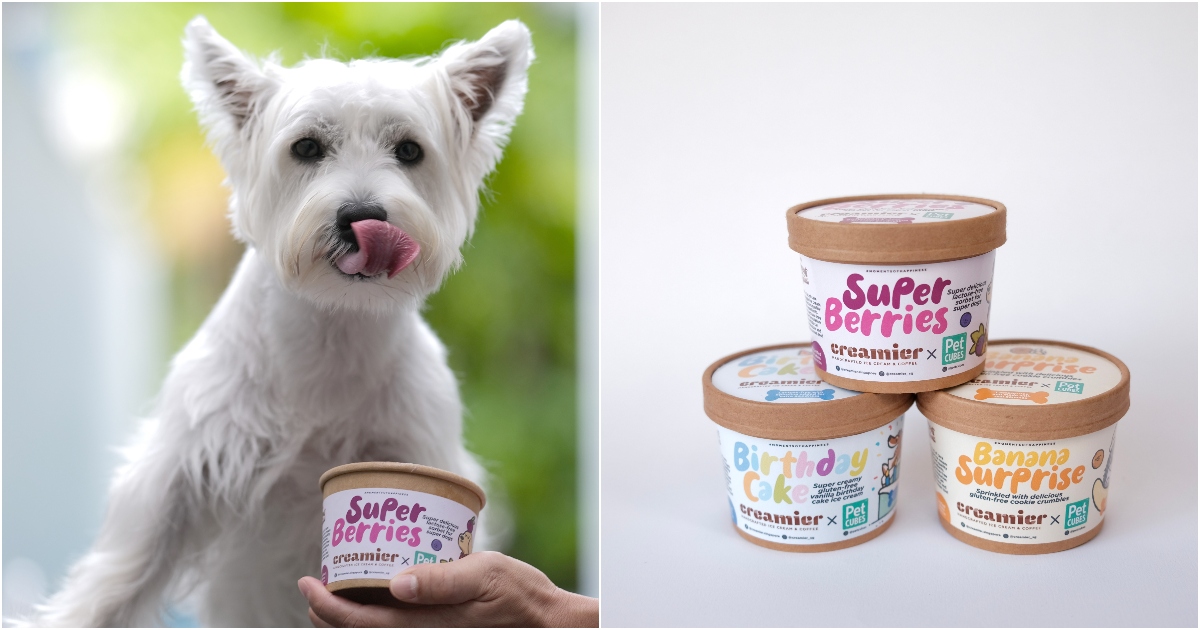 Collage Of Taco The Dog And Doggie Ice Cream Bundle