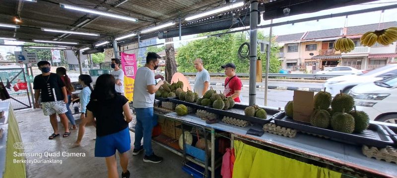 Berkeley Durian Klang - Durian