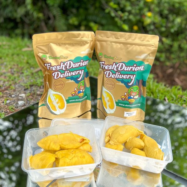 Durian Bear - Durian 