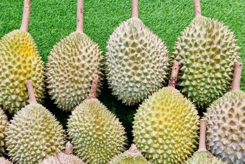 lexus durian buffet - durian display