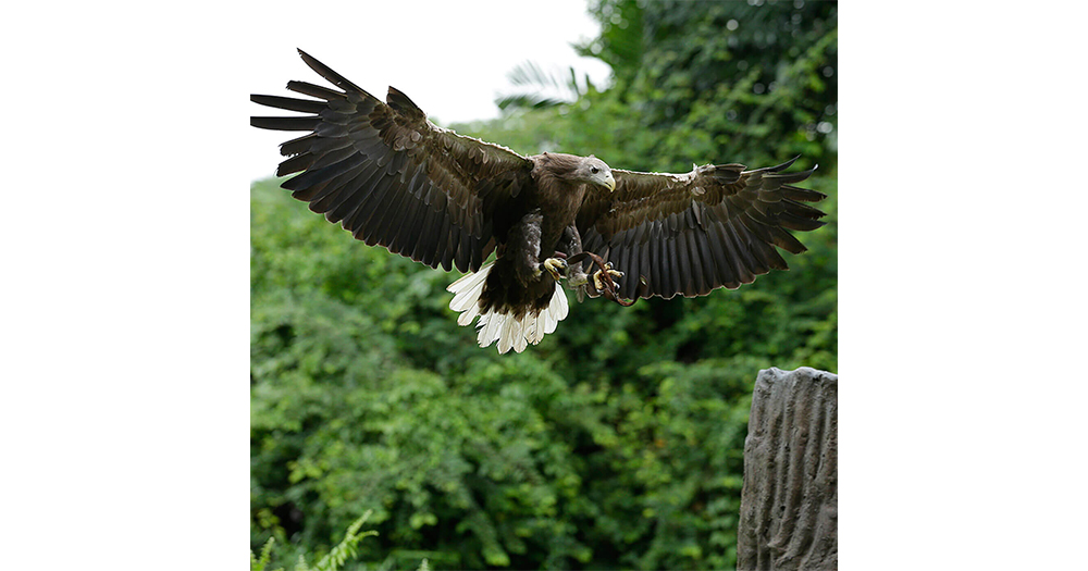 Mandai Bird Paradise - Predators on Wings