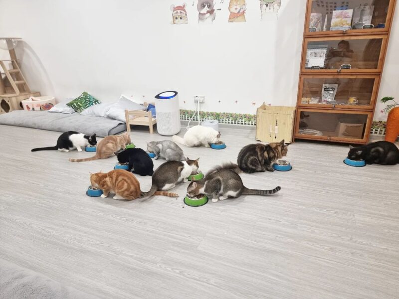dog and cat cafes - cat paradise