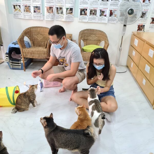 dog and cat cafes - the cat museum 2