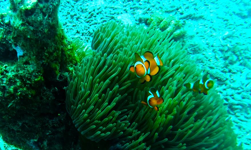 Summer Bay Resort Lang Tengah - clownfish
