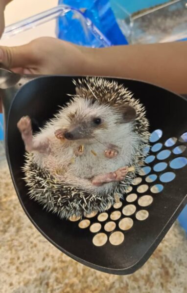 Furrito Haus - Hedgehog