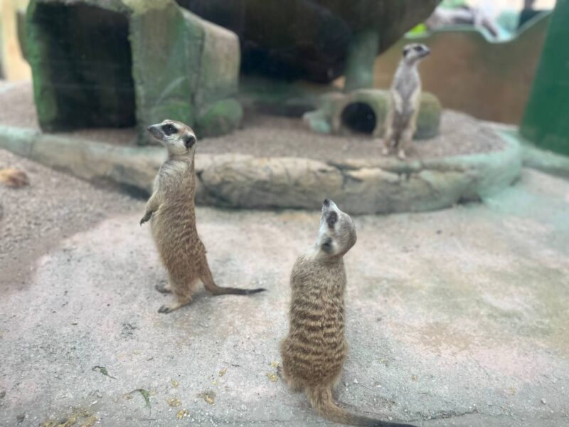photo 6201803901091558484 y Sunway Lagoon Wildlife Park - Meerkats