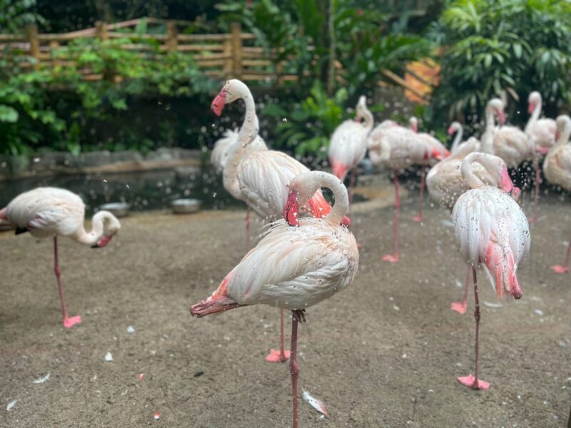 photo 6201803901091558499 y Sunway Lagoon Wildlife Park - Flamingoes