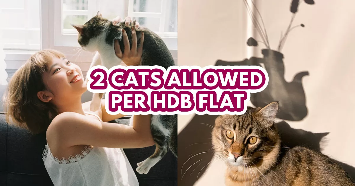 cats allowed in hdb