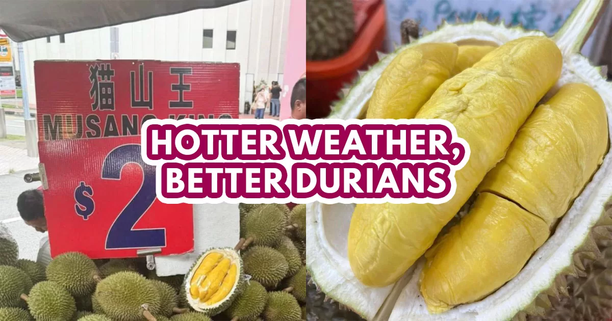 DURIAN SEASON 2024 - FI
