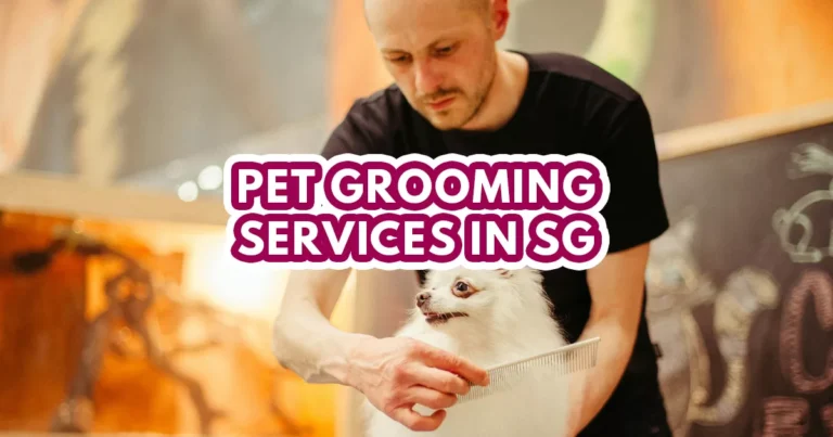 pet grooming services - featured image
