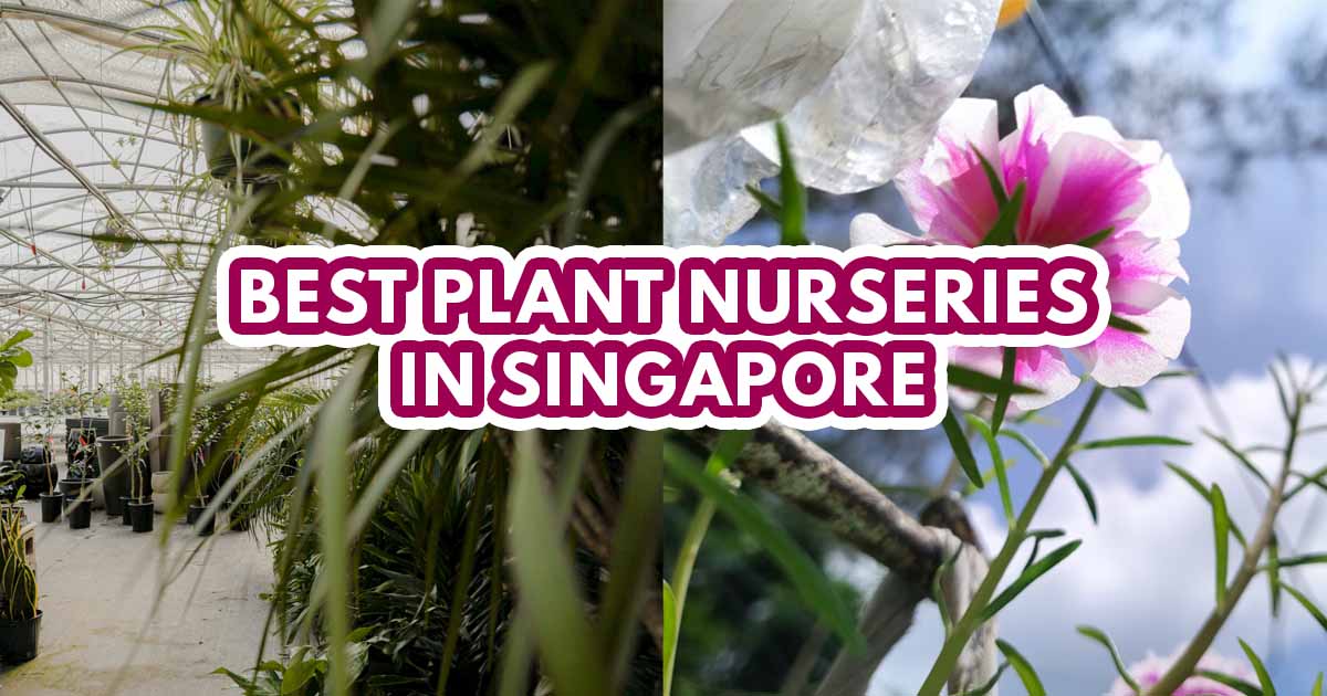 best plant nursery in singapore - featured image