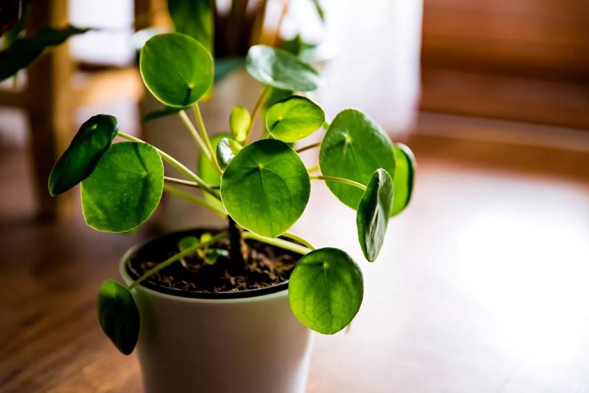 2048x1365 Pilea Peperomioides SEO GettyImages 1225860485 79b134d best indoor plant in singapore - money plant