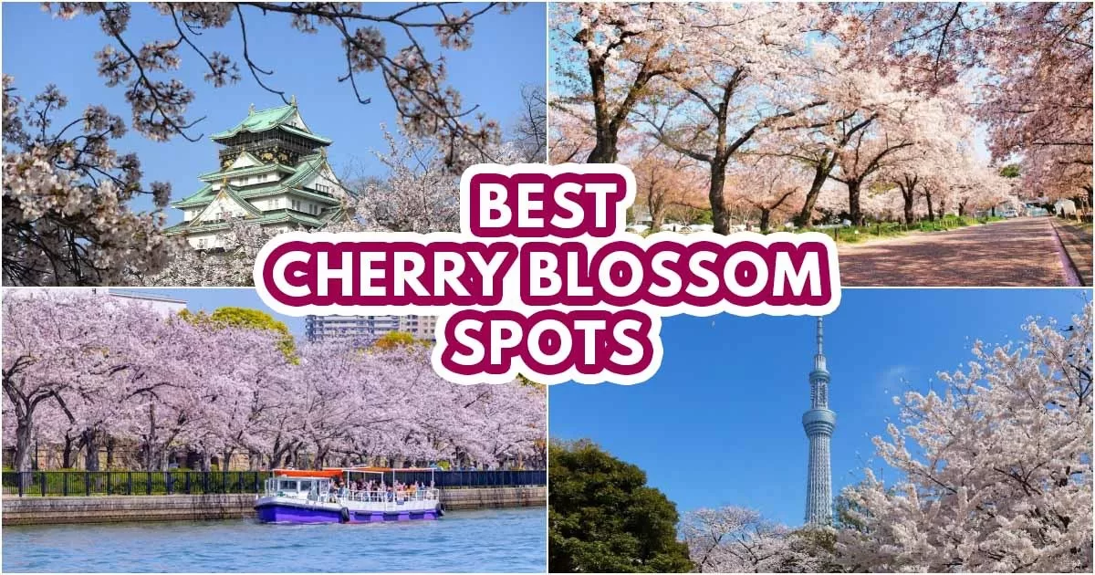 cherryblossom - featured image