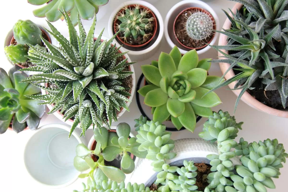 angele kamp OSRpN1D52EM unsplash best indoor plant in singapore - succulent