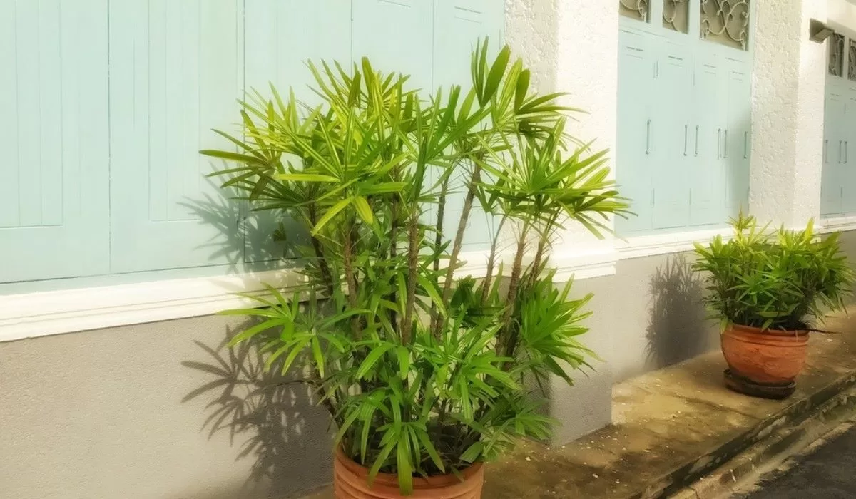bamboo palm FEATURE compressed best indoor plant in singapore - bamboo palm