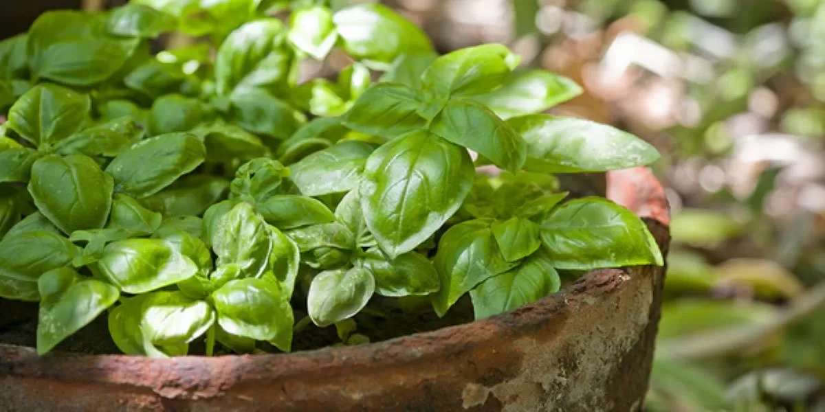 basil pic0 grande best indoor plant in singapore - basil