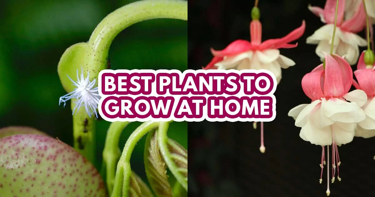 best indoor plant in singapore - featured image