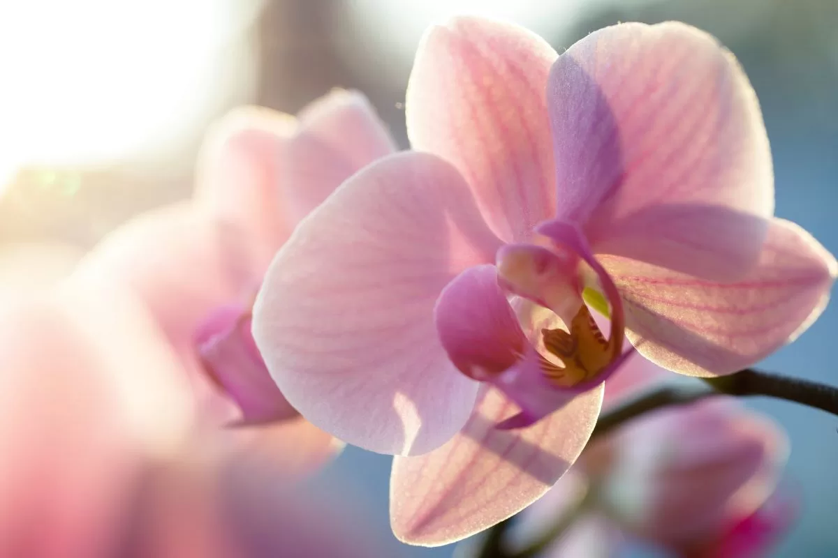 fabien bellanger Ec5Mnutjmg0 unsplash best indoor plant in singapore - orchid
