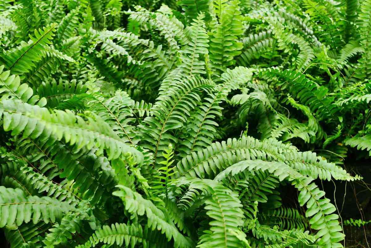 gettyimages 1026378744 1 8e6bdd98366d4686b765313800f32f52 best indoor plant in singapore - boston fern