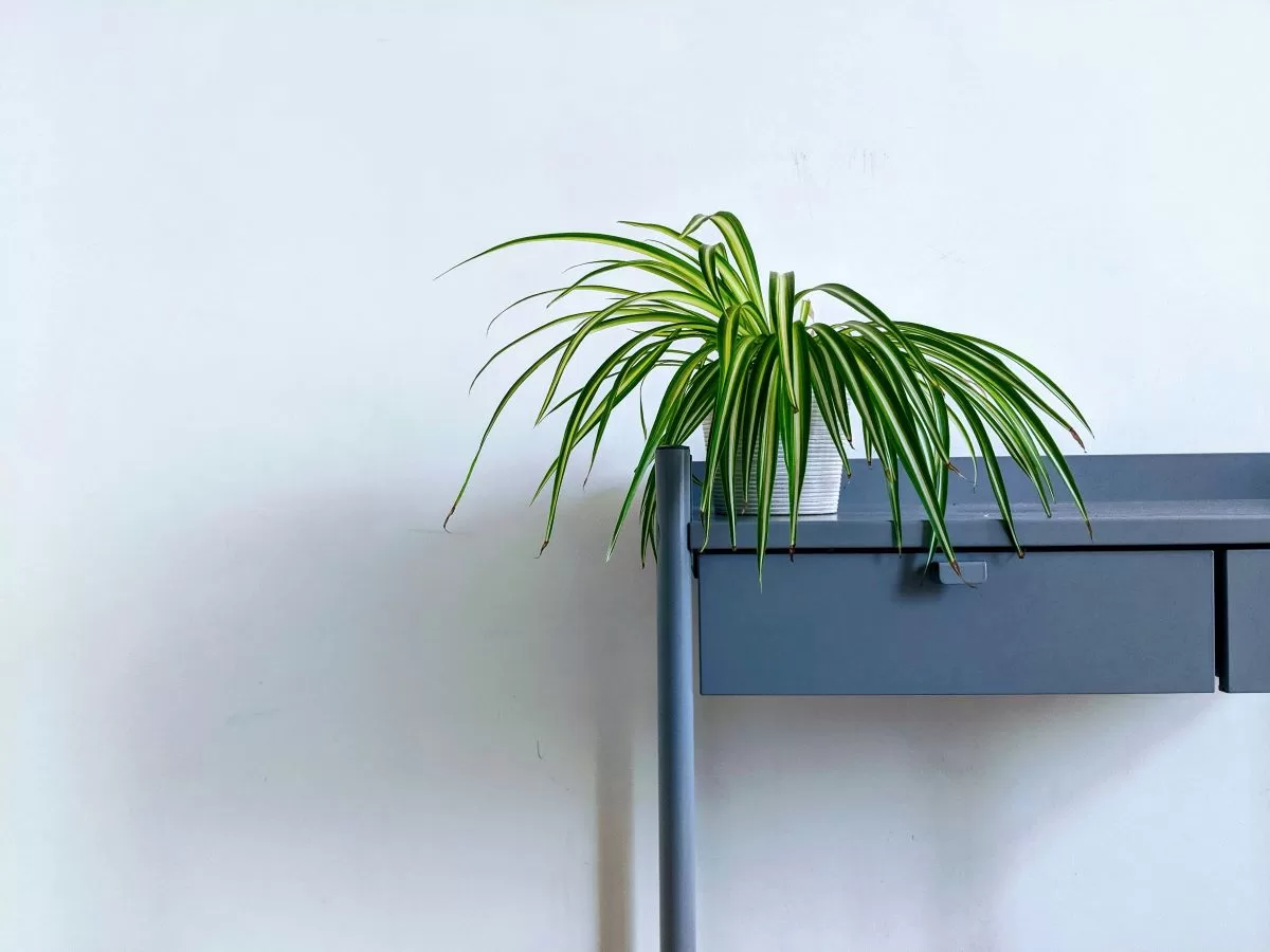 lucian alexe Si8rYoK5tf0 unsplash best indoor plant in singapore - spider plant