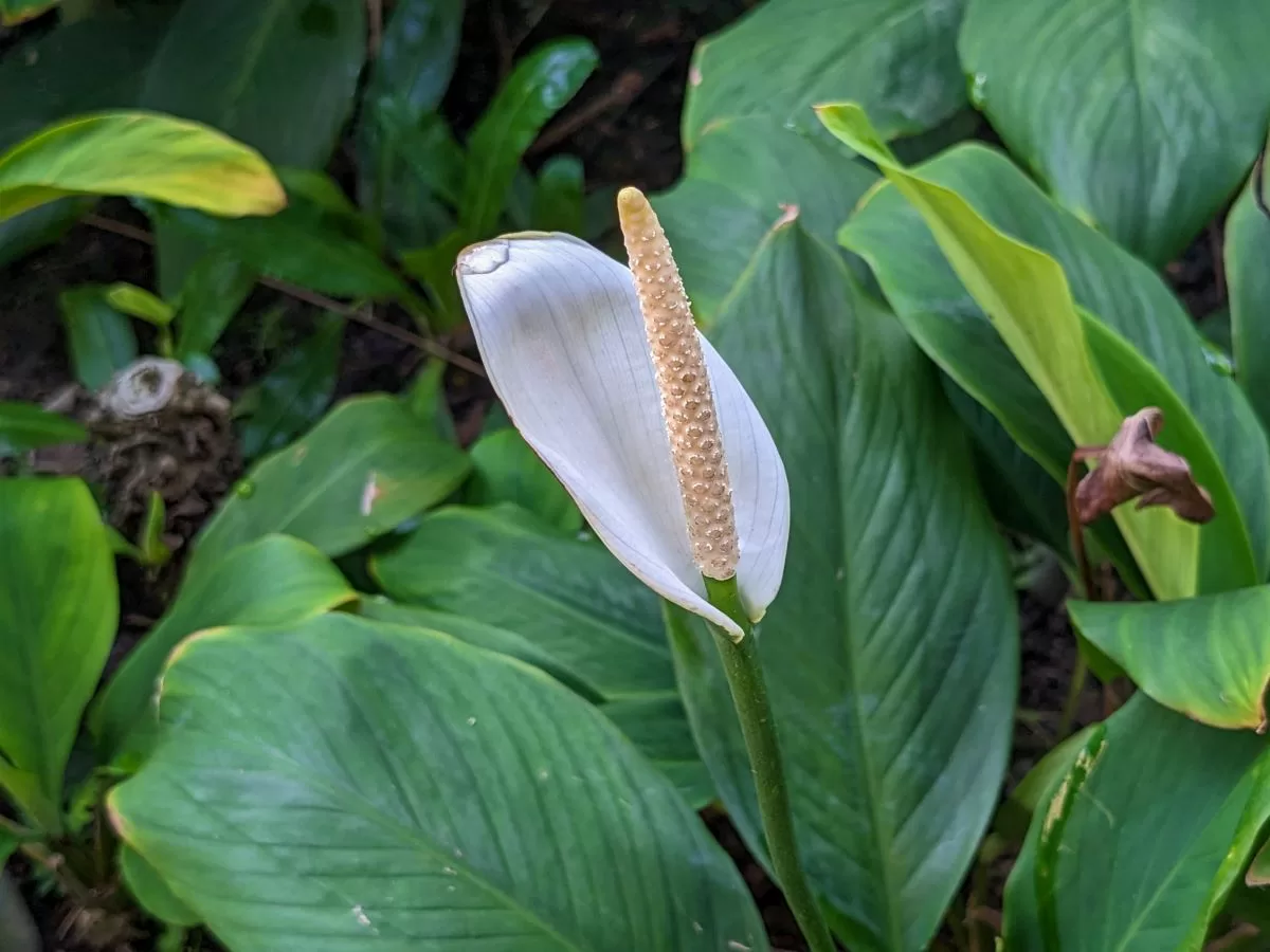 peacelily (4) jacquelinechua best indoor plant in singapore - peace lily