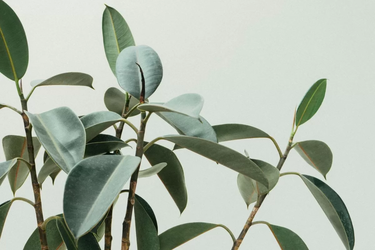 scott webb oRWRlTgBrPo unsplash best indoor plant in singapore - rubber plant