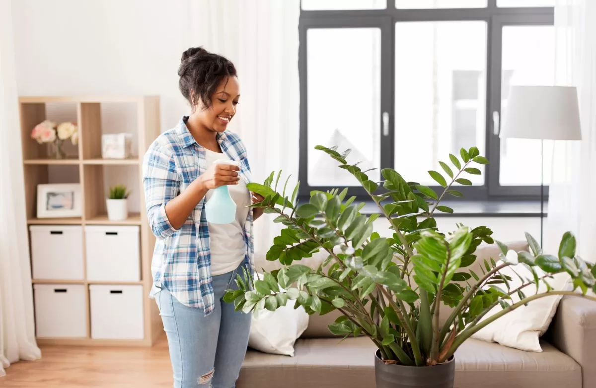 shutterstock 1379927963 best indoor plant in singapore - woman watering zz plant