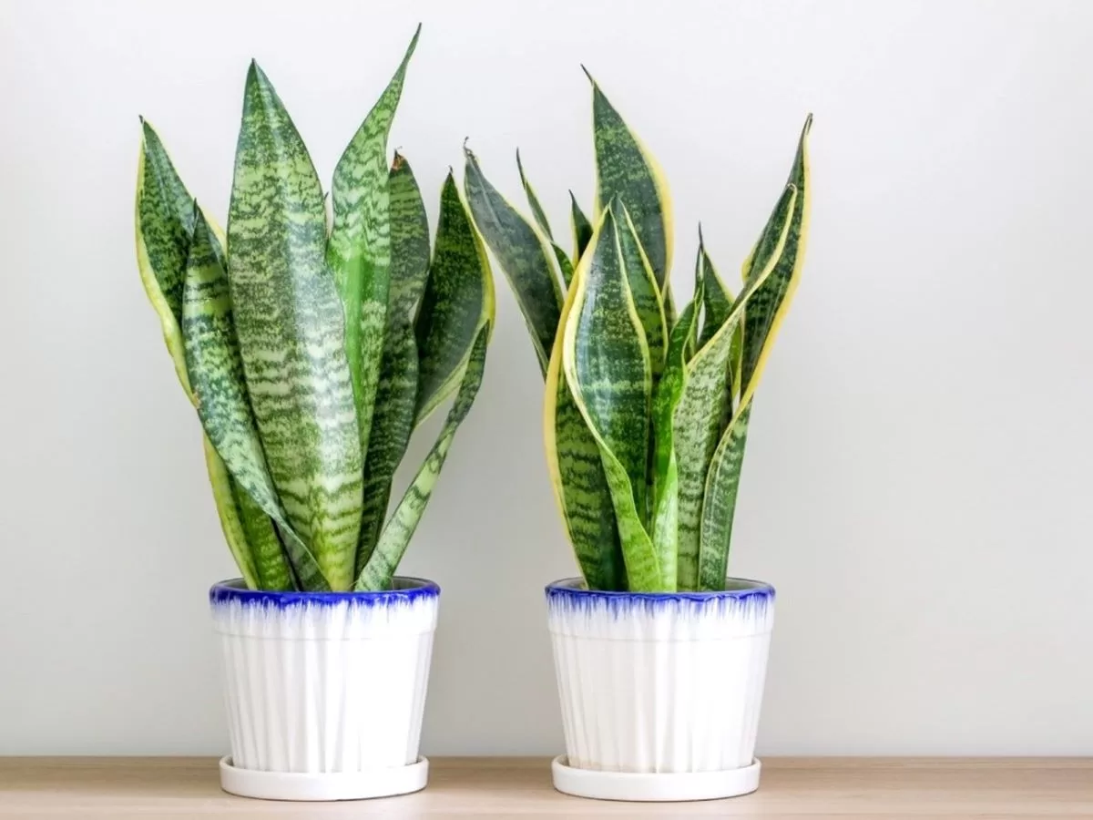 snake plant gardening know how best indoor plant in singapore - snake plant