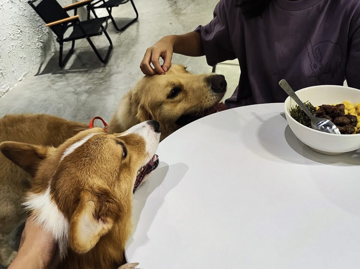 Little Chubby Cafe - Petting dogs