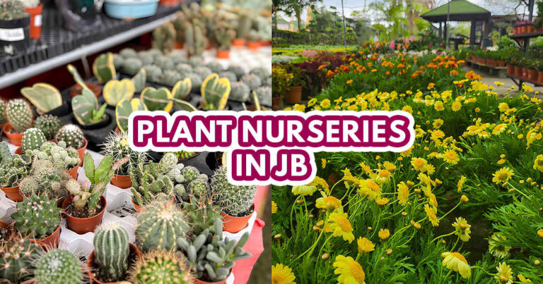 Plant Nursery JB - Featured image