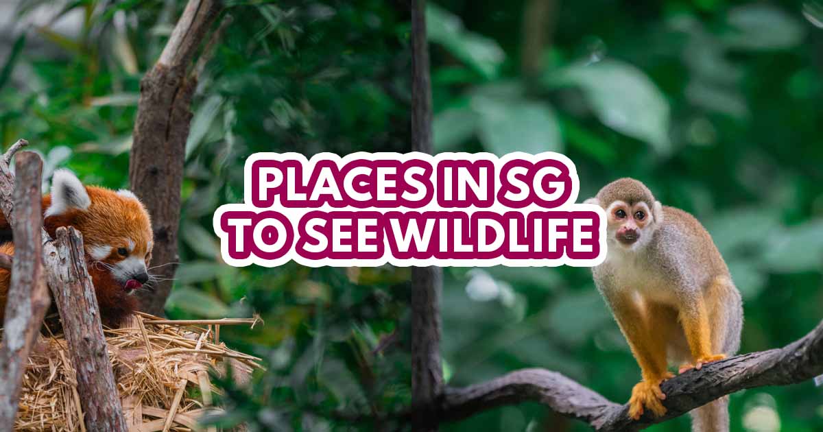 best animal places in singapore - featured image