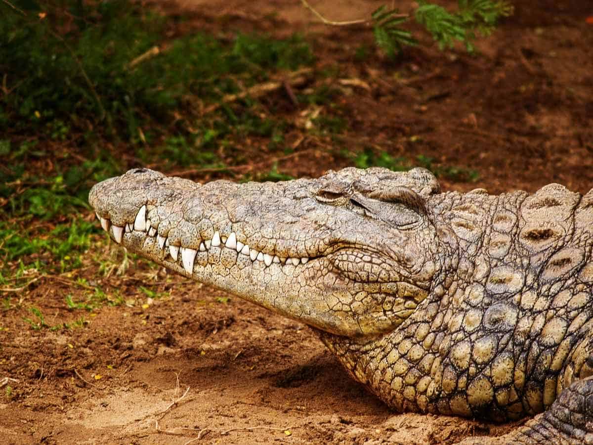 Crocodile Farm - Crocodile